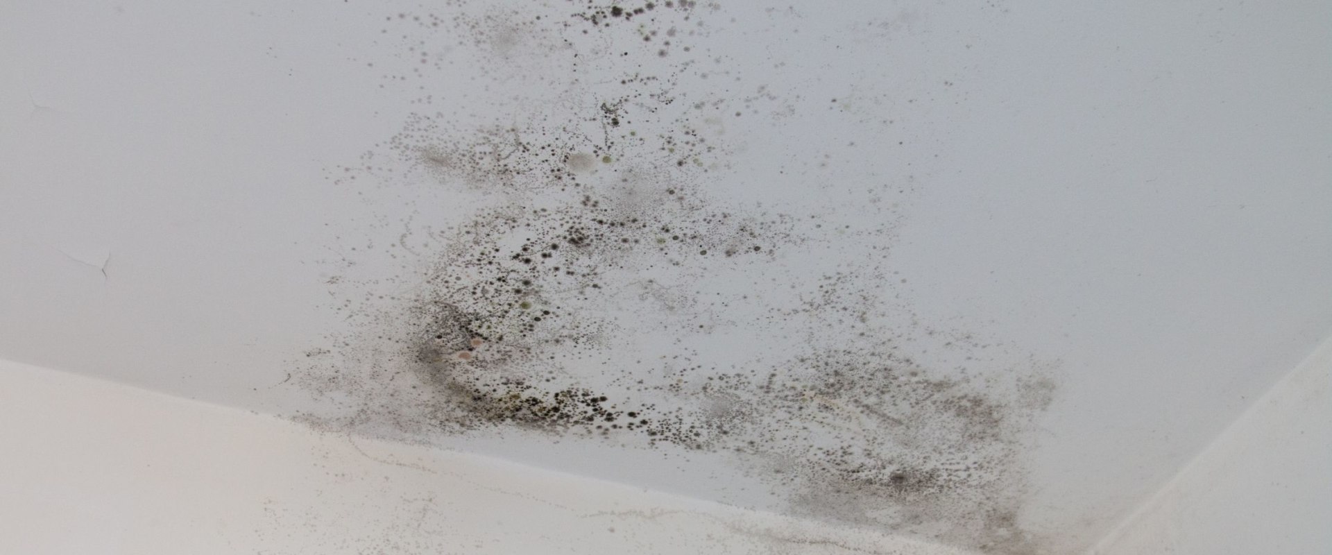 Prevent Future Mold Growth Through Proper Cleaning and Disinfection