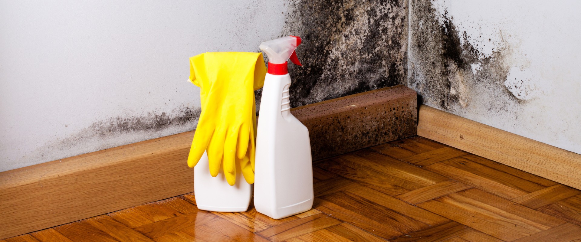 The Importance of Mold Remediation and Prevention