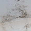 Prevent Future Mold Growth Through Proper Cleaning and Disinfection