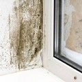 How to Identify and Treat Mold Growth in Affected Areas