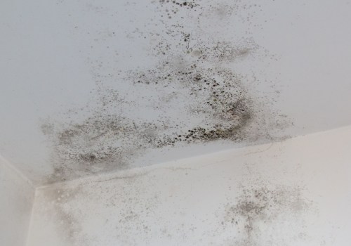 Prevent Future Mold Growth Through Proper Cleaning and Disinfection