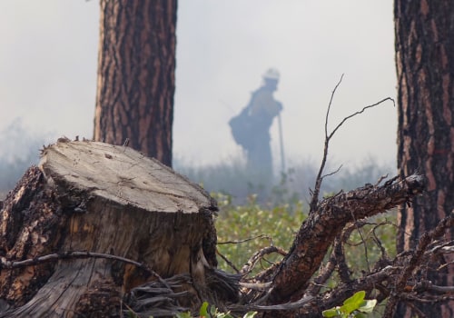 Clearing Debris and Brush to Reduce Fire Risk: A Comprehensive Guide