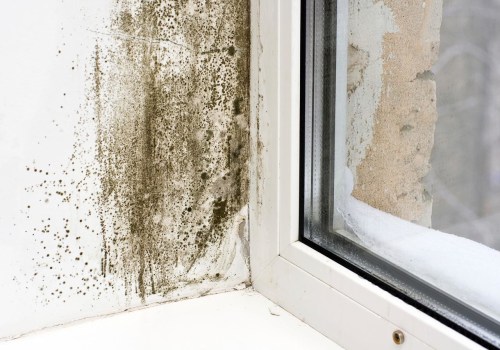 How to Identify and Treat Mold Growth in Affected Areas