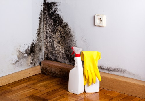 The Importance of Mold Remediation and Prevention